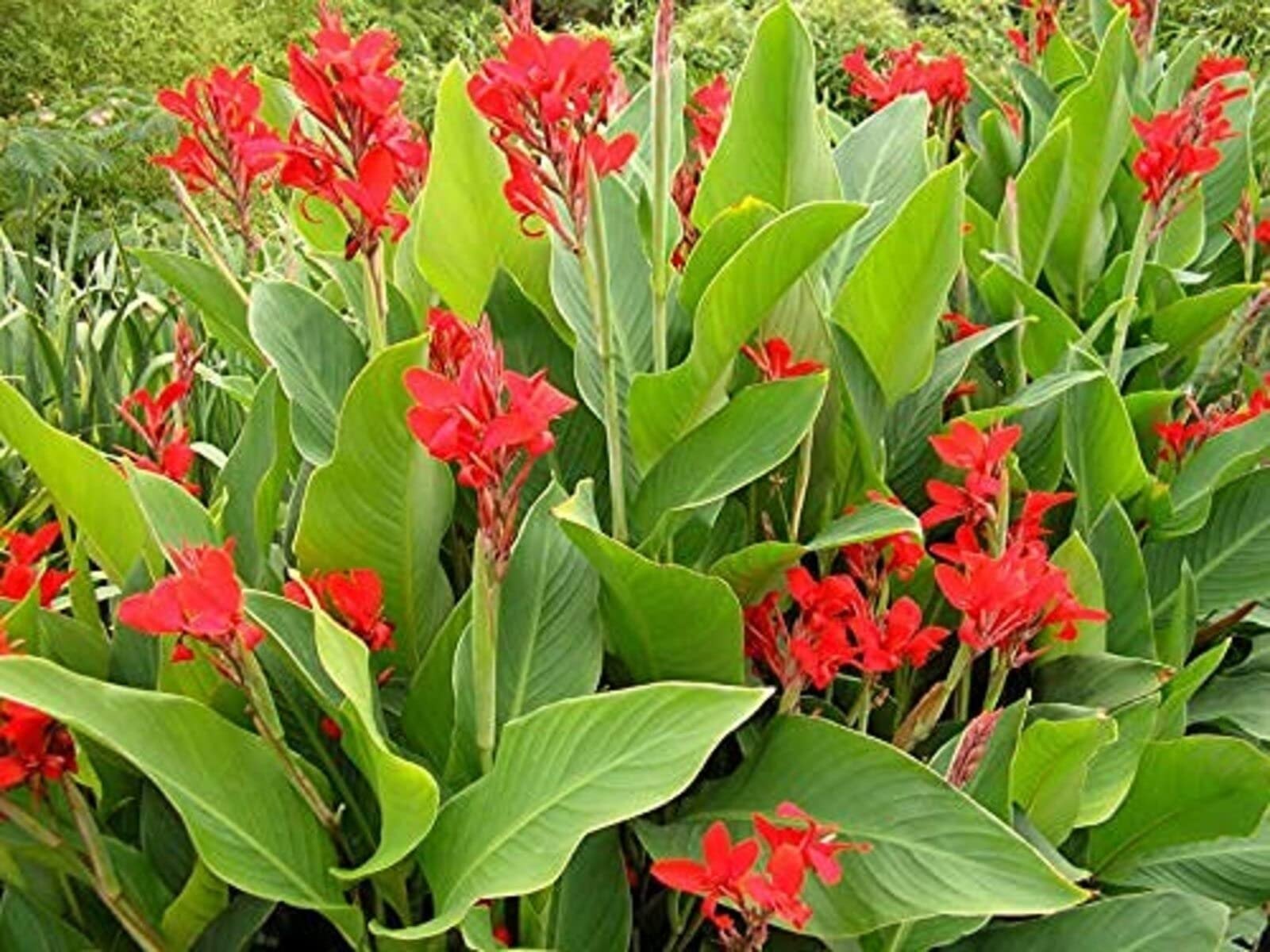 canna-indica-plant