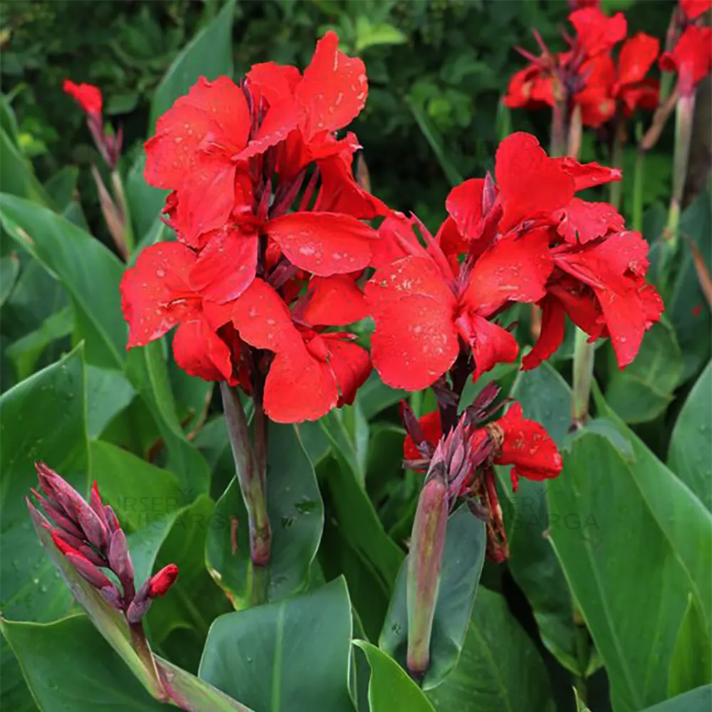 canna-lily99